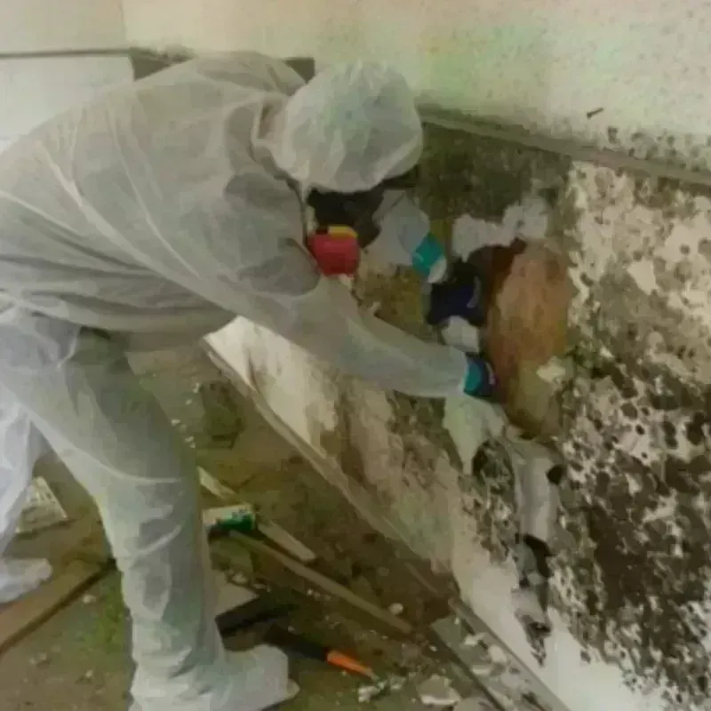 Mold Remediation and Removal in Heidelberg, TX